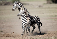 Amboseli — Two Female Equus quagga Fighting