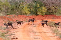 Tsavo West – Lycaon pictus on a Red Earth Track