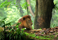 Singapore Zoo - Panthera leo (African Lion)