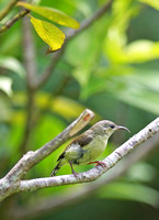 香港 - Female Aethopyga christinae (Fork-Tailed Sunbird) at the Wetland Park