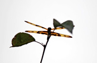 香港 - Rhyothemis variegata arria Wings