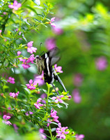 香港 - Insects and Flowers in the Rain at Fung Yuen Butterfly Reserve