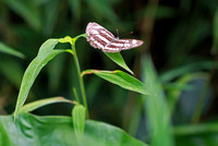 香港 - Neptis hylas (Common Sailer) on a Leaf at Fung Yuen Butterfly Reserve