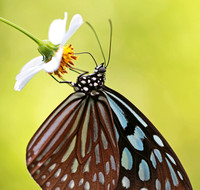 香港 - Ideopsis similis Sipping Nectar