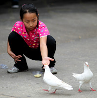 Hainan - Feeding White Pigeons