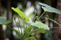 Hainan - Alocasia Foliage