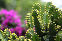 Hainan - Topiary, Cacti and Vines