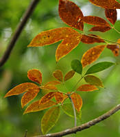 Hainan - Deep Hue Foliage