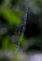 Hainan - Spider Web in Rain