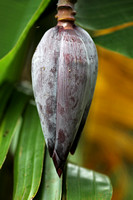 Hainan - Banana Family Specimens