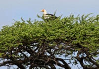 Meru — Gypohierax angolensis
