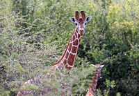 Meru — Reticulated Giraffe Clan