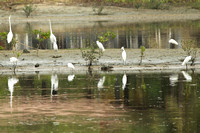 Hainan - Sanya Egret Park Egrets