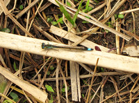 Ischnura asiatica - A Bluetail Damselfly