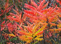 Red Foliage at Beijing at Olympic Forest Park