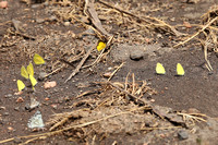 Meru — Desjardin's Grass Yellow Butterflies
