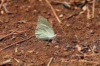 Meru — Tana River Butterflies