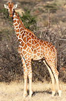 Samburu — Late Afternoon Reticulated Giraffe