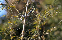 Magpie Eating a Fruit, Perched in Bamboo