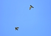 Hainan - Birds Along the Haikou Waterway