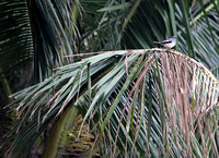 Hainan - Copsychus saularis in a Palm Tree