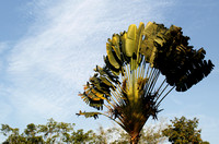 Yunnan - Ravenala madagascariensis (Traveler's Palm)