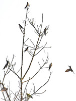 Yunnan - Hirundo striolata (Striated Swallow) and Megalaima asiatica (Blue-Throated Barbet)