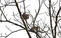 Yunnan - Squirrel in a Tree