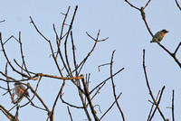 Yunnan - Xishuangbanna Bird Tree with Barbets, Shrikes, Swallows and Bulbuls