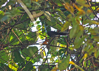 Yunnan - Rhipidura albicollis (White-Throated Fantail)