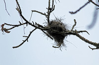Yunnan - Quite a Nest!