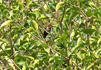 Yunnan - Male Chrysococcyx xanthorhynchus (Violet Cuckoo) in Xishuangbanna