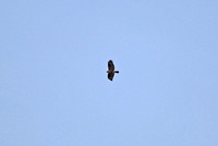 Yunnan - Milvus lineatus (Black-Eared Kite) in Xishuangbanna