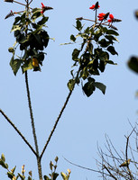 Yunnan - Pellorneum ruficeps (Puff-Throated Babbler) in Xishuangbanna