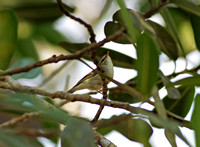 Yunnan - Phylloscopus borealis (Arctic Warbler) in Xishuangbanna