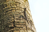 Yunnan - Draco volans on a Palm Tree