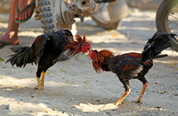Yunnan - Cockfight (斗鸡) in a Dai Village, Xishuangbanna