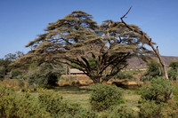 Samburu — Buffalo Springs Vegetation