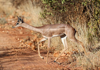 Samburu — Adult Male Gerenuk