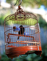 Macau - Caged Songbirds