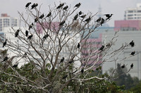 Mai Po - Cormorant Tree with Shenzhen in the Background