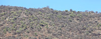 Samburu — Euphorbia and Rock Outcroppings
