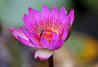 Mai Po - Nymphaea with Insects