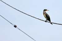 Mai Po - Phalacrocorax carbo on a Cable