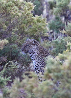 Samburu — Leopard Bolthole