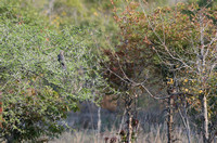 Leopard Hills — Grey Go-away-bird