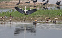 Wetland Park - Spoonbills, Wigeons, Cormorants, Herons