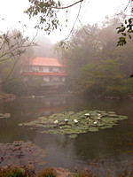 Yunnan - Foggy Morning at Xishuangbanna Botanical Garden