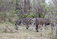 Leopard Hills — Animals Near the Hyena Den