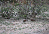 Leopard Hills — Dwarf Mongoose Hidey-hole
